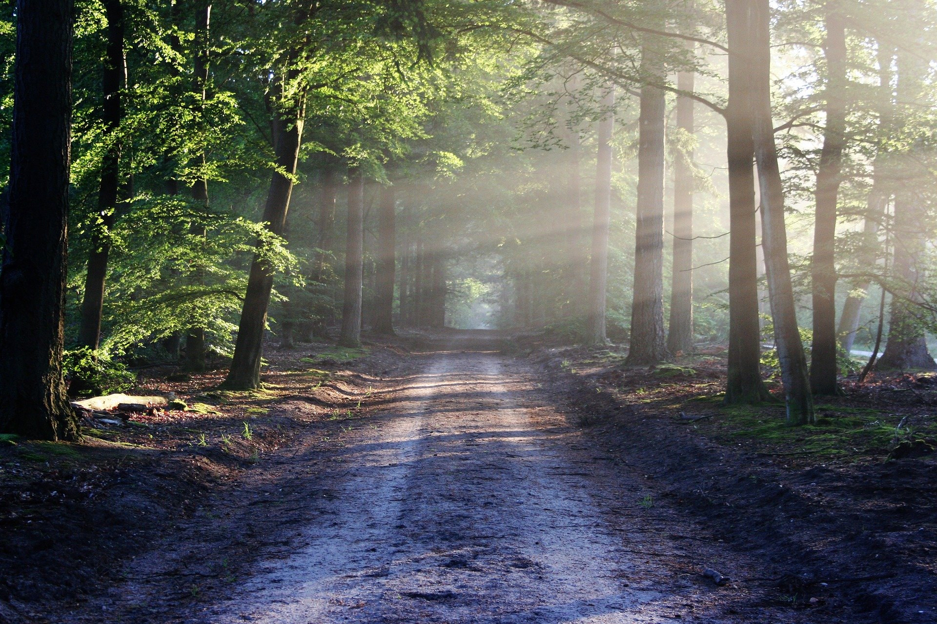 Wanderung im Naturwaldreservat „Wolfsee“